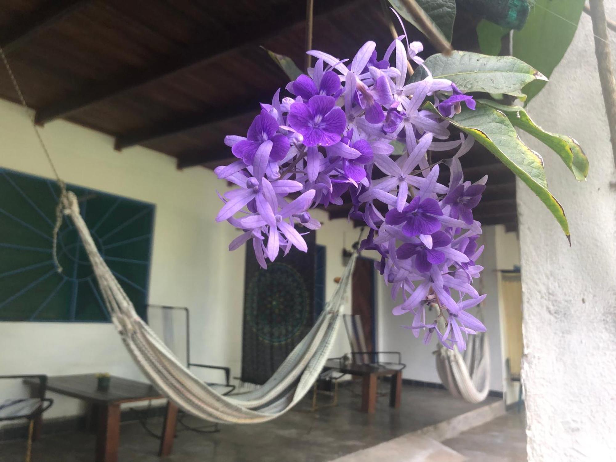 El Pargo Feliz Hotell Montezuma Exteriör bild